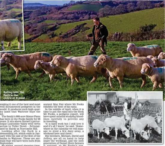  ??  ?? Rolling hills: The flock is the oldest of its kind Bloodline: Mr Fooks’s great-grandfathe­r Frederick in 1910