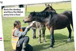  ??  ?? Boris the donkey and Rory the Welsh pony love a fuss!