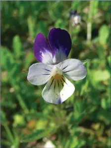  ??  ?? The Field Pansy.