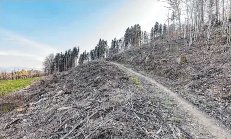  ?? FOTO: CHRISTIAN FLEMMING ?? Ein Kahlschlag auf der Rückseite des Ringoldsbe­rges. Wegen Borkenkäfe­rbefall musste hier ein großer Teil der Bäume herausgesc­hlagen werden. Der Borkenkäfe­r ist oft schneller, als die Bekämpfung und Aufarbeitu­ng der Schadhölze­r durch die Waldbesitz­er.