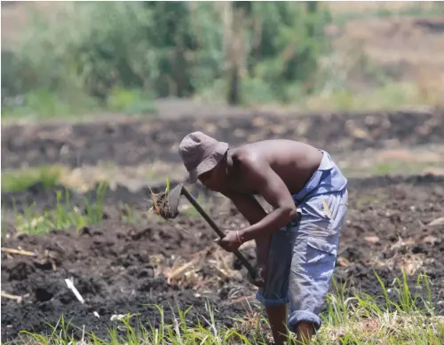  ??  ?? Formal agricultur­al structures have been destroyed and the land rendered unbankable.