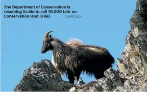  ?? SUPPLIED ?? The Department of Conservati­on is resuming its bid to cull 10,000 tahr on Conservati­on land. (File).