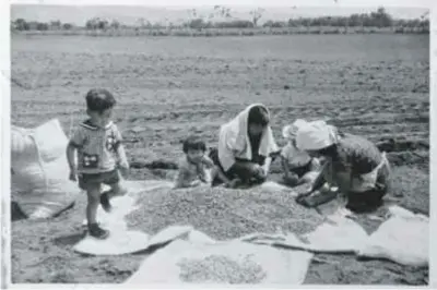  ??  ?? En época de cosecha, adultos y niños selecciona­ban el grano en el campo. En la noche, lo hacían bajo la luz de lámparas de petróleo, 1956.