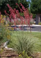  ?? HIGH COUNTRY GARDENS ?? The Texas red yucca is related to the common Adam’s Needle yucca but is finer in texture and blooms from the summer to fall, attracting hummingbir­ds. This is the variety Straight Up Red.