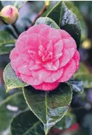  ?? PHOTO: PETER MCINTOSH ?? Camellia japonica ‘Dryade’