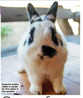  ??  ?? Neutering healthy rabbits is usually the first option to stop spraying
