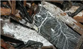  ?? Photograph: Phil Gates ?? A fungal mycelium, composed of thread-like hyphae, feeding on decaying wood and leaves.