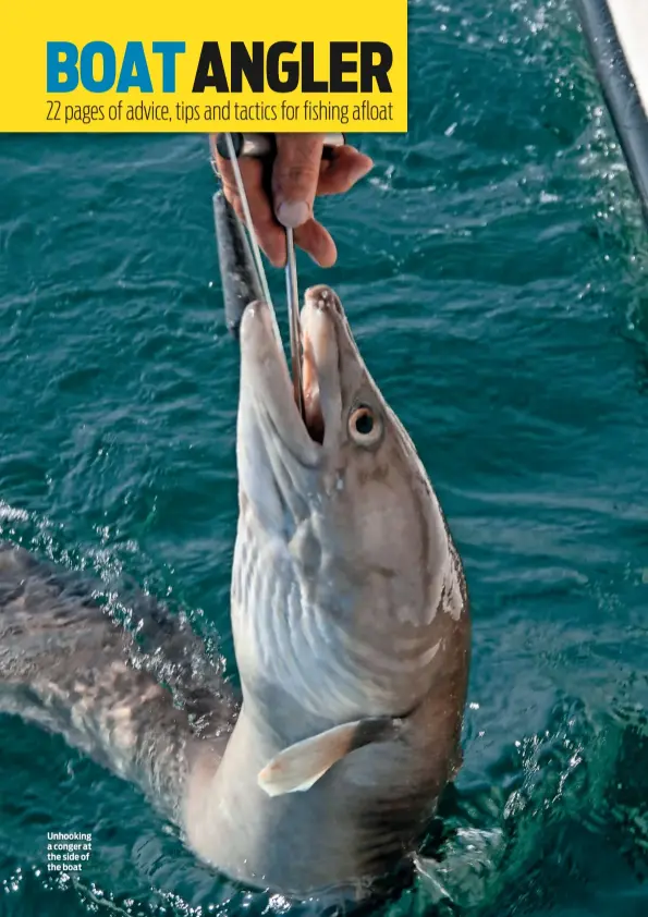  ??  ?? Unhooking a conger at the side of the boat