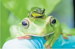  ?? Picture: PA. ?? A young Thao frog pictured on top of an adult.