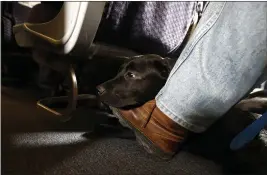  ?? JULIO CORTEZ — THE ASSOCIATED PRESS FILE ?? A service dog named Orlando rests on the foot of its trainer, John Reddan, while sitting inside a United Airlines plane at Newark Liberty Internatio­nal Airport during a training exercise in Newark, N.J., on April 1, 2017.