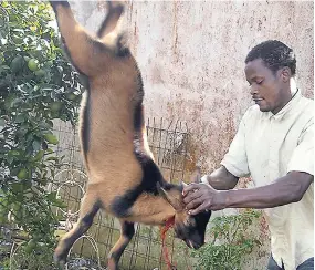  ?? FILE ?? A man kills a goat for a Christmas feast in Kellitts, Clarendon.