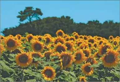  ?? FOTOS: CEDOC PERFIL ?? VENTANA. La siembra de girasol se extendería hasta fines de noviembre y principios de diciembre.