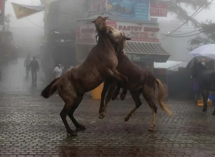  ??  ?? Two packhorses playfully jostel each other in the rain-soaked main town square in Dharmsala, India, yesterday. Photo: AP