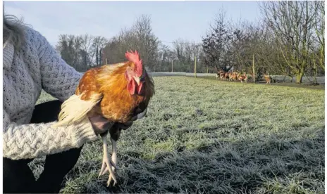  ??  ?? L’un des poulailler­s de l’élevage de la Percherie se situe à quelques mètres de l’abattoir.