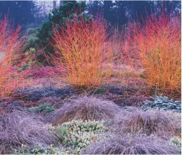  ??  ?? Cornus Midwinter Fire in the Winter Garden, Bressingha­m, Norfolk