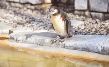  ?? FOTO: DPA ?? Begehrt und gefährdet: ein Humboldt-Pinguin im Mannheimer Luisenpark.