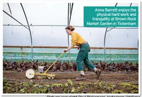  ??  ?? Anna Barrett enjoys the physical hard work and tranquilit­y at Brown Rock Market Garden in Tickenham
Picture: copyright Paul Blakemore, Instagram @blikmo