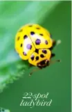  ??  ?? 22-spot ladybird