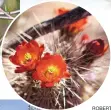  ?? ROBERT BROWMAN/JOURNAL ?? Cactus flowers bloom along the Quebradas Backcountr­y Byway in Socorro County.