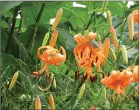  ?? Photo by Ching-Fang Chen ?? It’s not what you plant, it’s how you use it: In Chanticlee­r’s Tennis Court Garden, common tiger lilies are paired with a paulownia tree chopped back to produce gigantic leaves.