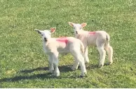  ??  ?? Lambs Image of Easter. Photo by Jan Bryan Jones of Causewayhe­ad