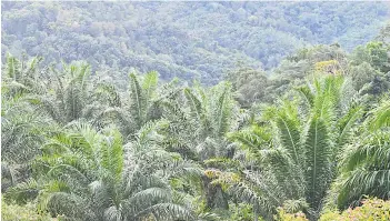 ?? ?? The document, which was produced through a multi-stakeholde­r consultati­on process, can be used as a guidance to achieve or maintain sustainabi­lity certificat­ion for a range of commoditie­s, including palm oil and timber.