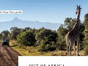  ??  ?? A Masai Mara giraffe