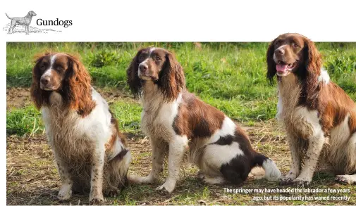  ?? ?? The springer may have headed the labrador a few years
ago, but its popularity has waned recently