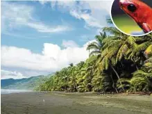  ?? FOTOS: ISTOCK/MALGORZATA­DREWNIAK/DAVOR LOVINCIC ?? Willkommen im Dschungel: Vom Strand geht es direkt in den Nationalpa­rk Corcovado.