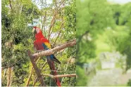  ??  ?? Guara roja / red Macaw.