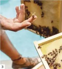  ?? PHOTOS COURTOISIE ET VIRGINIE TARDIF ?? 3. Une des ruches de l’école d’apiculture nomade Melifera.
3