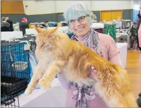  ?? WP290418BR­02 ?? MAINE COON Flurmonz Gudrun owner Formby. and Judy