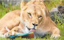  ?? Photo / Brett Phibbs ?? An African lioness cools down amid the sweltering humidity with a meat ice block at Auckland Zoo.
