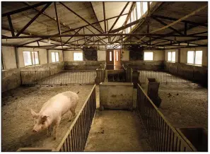  ?? AP ?? A single pig occupies this barn at a pig farm in Jiangjiaqi­ao village in China, where an outbreak of African swine fever that began last fall has killed 1 million pigs and decimated the country’s pork industry.
