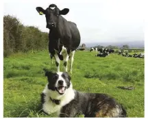  ??  ?? Rabbit the sheepdog, valued at up to £5,000 and much loved by her owners, was stolen from her farm in Leicesters­hire this year