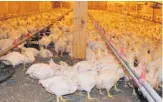  ??  ?? La première enchère de quotas de poulets est prévue pour le 12 avril.