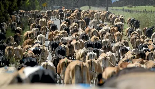  ?? ROSS GIBLIN/STUFF ?? Fonterra’s revised forecast means a $30,534 cut in income for the average Waikato Fonterra dairy farmer.