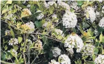  ?? PHOTO: GREGOR RICHARDSON ?? Viburnum × burkwoodii has highly fragrant white flowers.