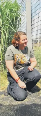  ??  ?? Rosa King with the tigers she looked after, pictured during Tiger Week in 2013 by the Peterborou­gh Telegraph.