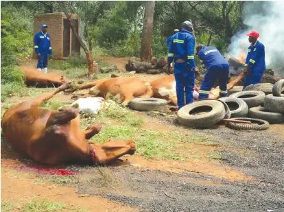  ?? — Picture: Elita Chikwati ?? Department of Livestock and Veterinary Services officers cull foot and mouth disease affected cattle at a farm in Chegutu to avoid the spread of the disease in the area