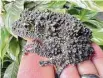  ?? Brian Kleinman/Contribute­d photo ?? A Vietnamese mossy frog.