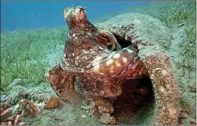  ??  ?? Les poulpes vivent d’habitude seuls, mais une colonie a été découverte.