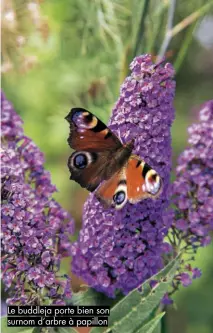  ??  ?? Le buddleja porte bien son surnom d’arbre à papillon