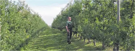  ?? FOTOS: REGIO TV/GÖLTENBOTH ?? Richard Hefele in seiner Obstplanta­ge: Der Ertrag der Bäume liegt nur bei zehn Prozent des Vorjahres.