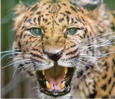  ?? Archivfoto: Bernd Thissen, dpa ?? Amur Leoparden sind vom Aussterben bedroht. In Russland und China leben nur noch 103 von ihnen in freier Wildbahn.