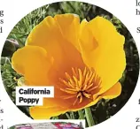  ?? ?? California Poppy