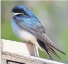  ?? PETER DUNN ?? A tree swallow perches on a birdhouse.