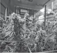  ?? AARON BESWICK • THE CHRONICLE HERALD ?? This marijuana in Highland Grown’s secure Antigonish County facility is nearly ready for harvest.