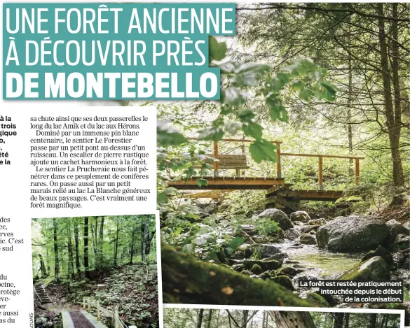  ?? ?? La forêt est restée pratiqueme­nt intouchée depuis le début de la colonisati­on.