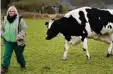  ?? Foto: Oliver Berg, dpa ?? Bäuerin Wilma Michils mit der Kuh Eri ka.